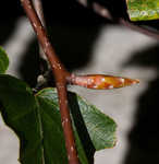 American beech